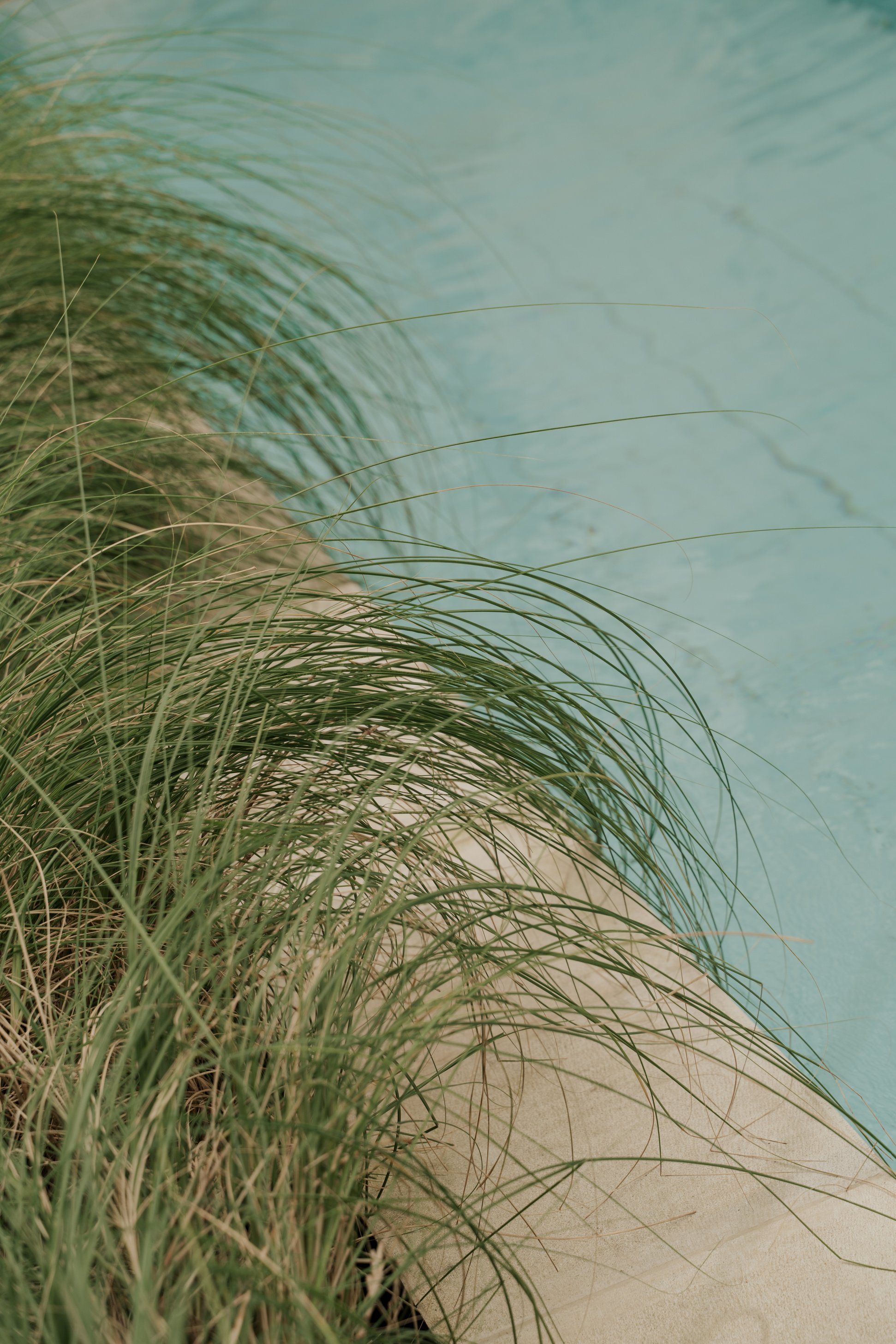 Grass by the Poolside